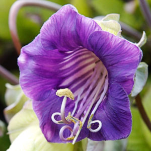 Vrtnarstvo Breskvar - Cobaea scandens