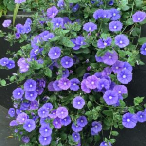 Vrtnarstvo Breskvar - Convolvulus sabatius