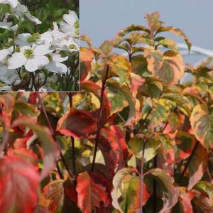 Vrtnarstvo Breskvar - Cornus florida Rainbow