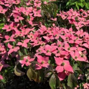 Vrtnarstvo Breskvar - Cornus Kousa Beni Fuji