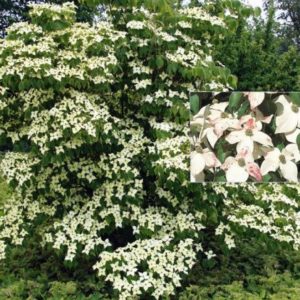 Vrtnarstvo Breskvar - Cornus kousa Eurostar