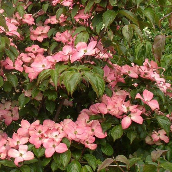 Cornus kousa 'Satomi' - Vrtnarstvo Breskvar Cornus kousa 'Satomi' - Vrtnarstvo Breskvar