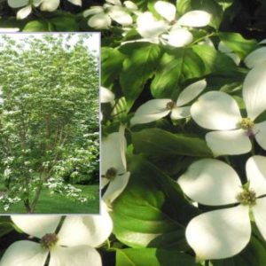 Vrtnarstvo Breskvar - Cornus rutcan Constellation