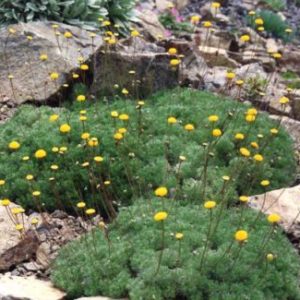 Vrtnarstvo Breskvar - Cotula hispida