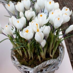 Vrtnarstvo Breskvar - Crocus Jeanne d`Arc