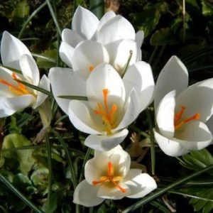 Vrtnarstvo Breskvar - Crocus Miss Vain