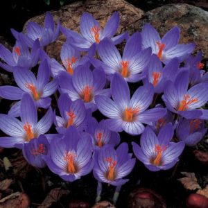 Vrtnarstvo Breskvar - Crocus Speciosus