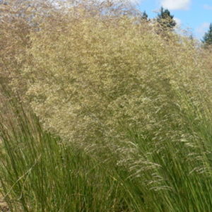 Vrtnarstvo Breskvar - Deschampsia caespitosa