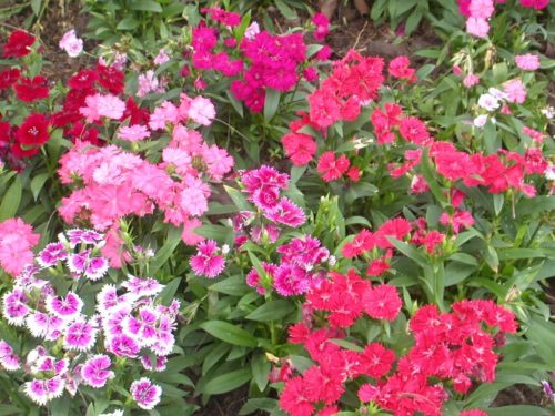 Vrtnarstvo Breskvar - Dianthus chinensis Vrtnarstvo Breskvar - Dianthus chinensis