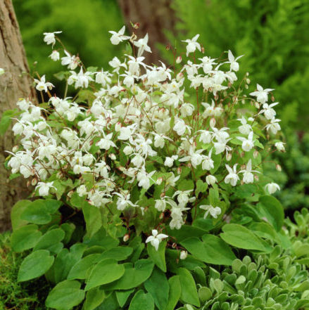 Vrtnarstvo Breskvar - Epimedium youngianum Niveum Vrtnarstvo Breskvar - Epimedium youngianum Niveum