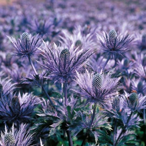 Vrtnarstvo Breskvar - Eryngium alpinum Blue Lace Vrtnarstvo Breskvar - Eryngium alpinum Blue Lace