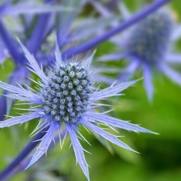 Vrtnarstvo Breskvar - Eryngium planum Vrtnarstvo Breskvar - Eryngium planum