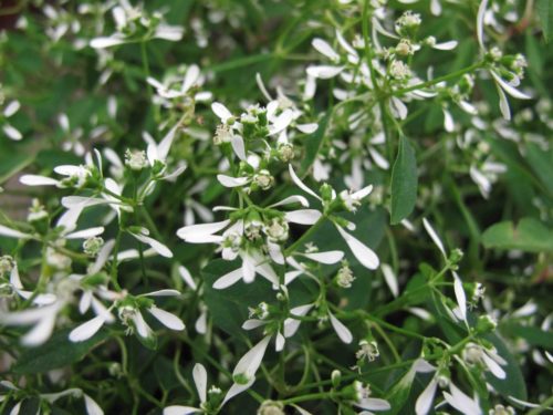 Vrtnarstvo Breskvar - Euphorbia Diamond Frost Vrtnarstvo Breskvar - Euphorbia Diamond Frost