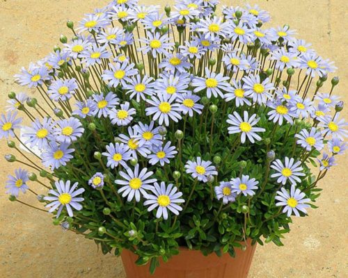 Vrtnarstvo Breskvar - Felicia amelloides Vrtnarstvo Breskvar - Felicia amelloides