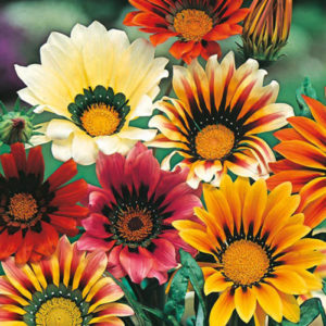 Vrtnarstvo Breskvar - Gazania