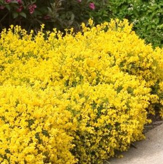 Vrtnarstvo Breskvar - Genista lydia Vrtnarstvo Breskvar - Genista lydia