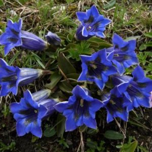 Vrtnarstvo Breskvar - Gentiana acaulis