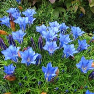 Vrtnarstvo Breskvar - Gentiana sino-ornata