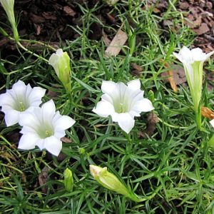 Vrtnarstvo Breskvar - Gentiana sino-ornata weisser traum