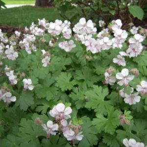 Vrtnarstvo Breskvar - Geranium cantabrigiense Biokovo