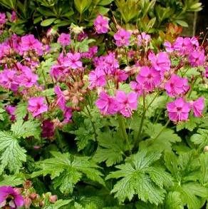 Vrtnarstvo Breskvar - Geranium macrorrhizum