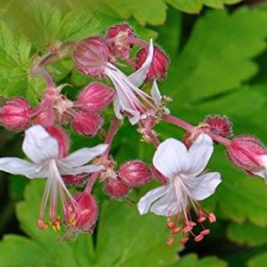 Vrtnarstvo Breskvar - Geranium macrorrhizum Spessart