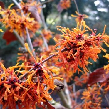Vrtnarstvo Breskvar - Hamamelis Jelena Vrtnarstvo Breskvar - Hamamelis Jelena