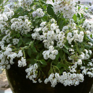 Vrtnarstvo Breskvar - Heliotropium arborescens