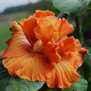 Vrtnarstvo Breskvar - Hibiscus rosa-sinensis