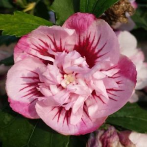 Vrtnarstvo Breskvar - Hibiscus syriacus Lady Stanley