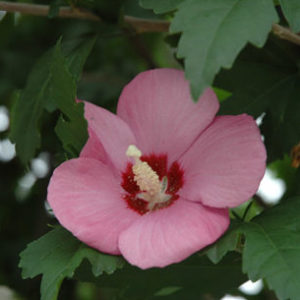 Vrtnarstvo Breskvar - Hibiscus syriacus Pink Giant
