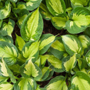Vrtnarstvo Breskvar - Hosta Whirlwind