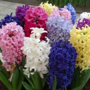 Vrtnarstvo Breskvar - Hyacinthus orientalis