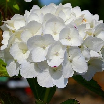 Vrtnarstvo Breskvar - Hydrangea macrophylla Madame Emile Mouillere Vrtnarstvo Breskvar - Hydrangea macrophylla Madame Emile Mouillere