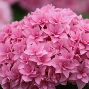 Vrtnarstvo Breskvar - Hydrangea macrophylla You and Me Forever