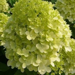 Vrtnarstvo Breskvar - Hydrangea paniculata Limelight
