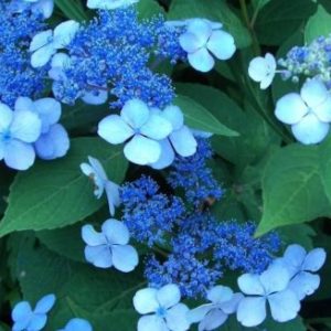 Vrtnarstvo Breskvar - Hydrangea serrata Blue Bird
