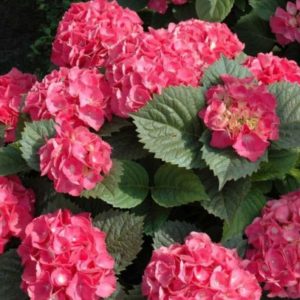 Vrtnarstvo Breskvar - Hydrangea serrata Preziosa