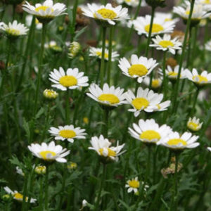 Vrtnarstvo Breskvar - Hymenostemma paludosum