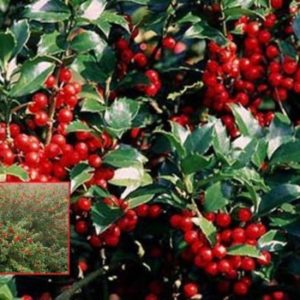 Vrtnarstvo Breskvar - Ilex meserveae Blue Maid