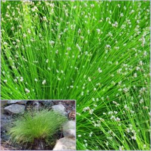 Vrtnarstvo Breskvar - Isolepsis cernua Fiber Optic