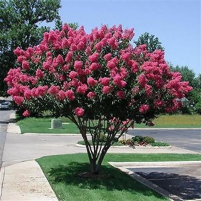 Vrtnarstvo Breskvar - Lagerstroemia indica Vrtnarstvo Breskvar - Lagerstroemia indica