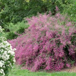 Vrtnarstvo Breskvar - Lespedeza thunbergii Vrtnarstvo Breskvar - Lespedeza thunbergii