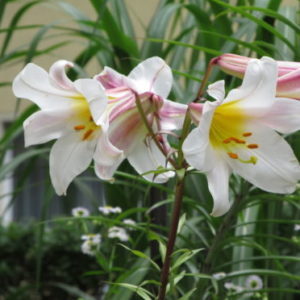 Vrtnarstvo Breskvar - Lilium regale