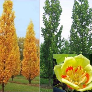 Vrtnarstvo Breskvar - Liriodendron Tulipifera Fastigiatum