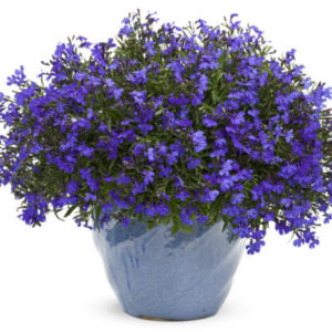 Vrtnarstvo Breskvar - Lobelia erinus