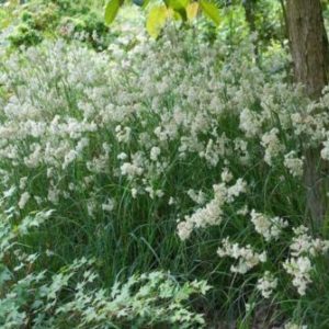 Vrtnarstvo Breskvar - Luzula nivea