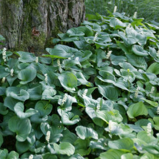 Vrtnarstvo Breskvar - Maianthemum bifolium Vrtnarstvo Breskvar - Maianthemum bifolium