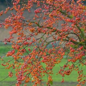 Malus 'Evereste' - Vrtnarstvo Breskvar