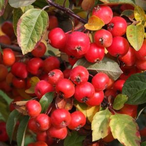 Malus 'Evereste' - Vrtnarstvo Breskvar